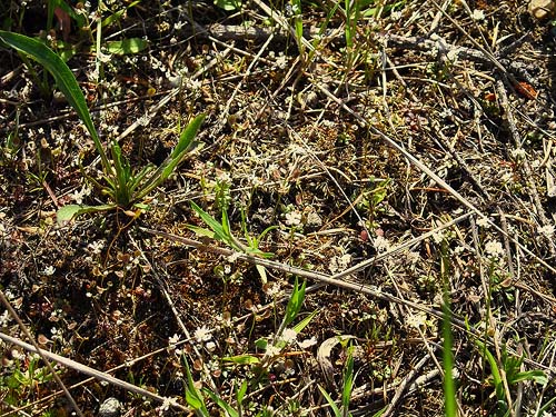 ground surface in natural prairie remnant 1 mile S of Roy, Washington