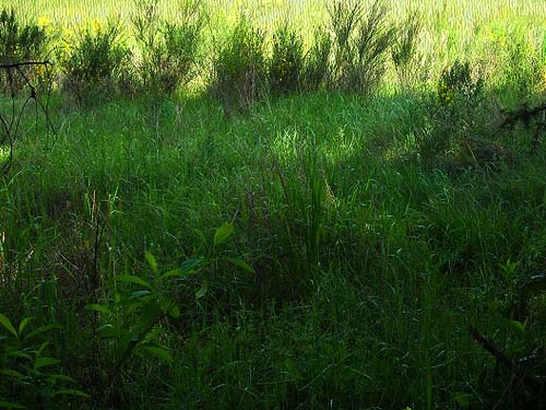 lush grass in shade at "gopher prairie" 1 mile S of Roy, Wasnington