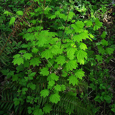 vine maple Acer circinatum in understory of forest 2.8 miles S of Roy, Washington