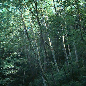 red alder Alnus rubra, Rattlesnake Mountain, King County, Washington