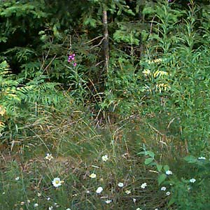 daisies beside road, Rattlesnake Mountain, King County, Washington