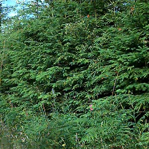 dense young Douglas-fir Pseudotsuga menziesii in clearcut, Rattlesnake Mountain, King County, Washington