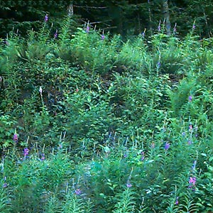 lupines, Lupinus, in powerline clearing, Rattlesnake Mountain, King County, Washington
