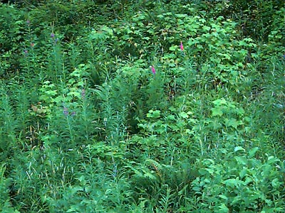meadow foliage in powerline clearing, Rattlesnake Mountain, King County, Washington