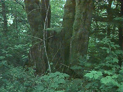 bigleaf maple Acer macrophyllum, Rattlesnake Mountain, King County, Washington