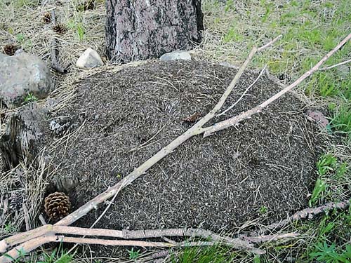 thatching ant Formica sp. nest near Teanaway Campground, Kittitas County, Washington