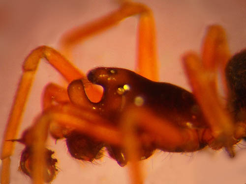 rare microspider male Coreorgonal bicornis from 5400' on Table Mountain, Kittitas County, Washington