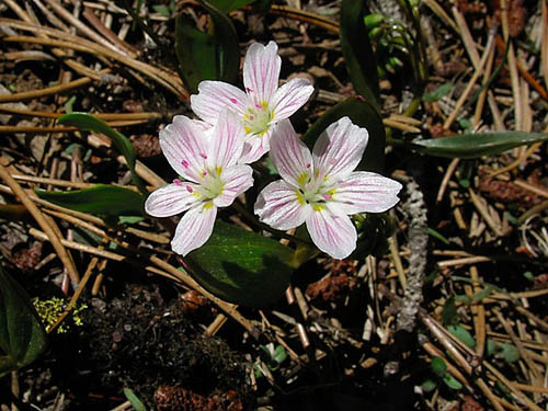 lanceleaf springbeauty Claytonia lanceolata at 5400' on Table Mountain, Kittitas County, Washington