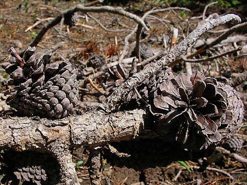 lodgepole pine cones at 5400' on Table Mountain, Kittitas County, Washington