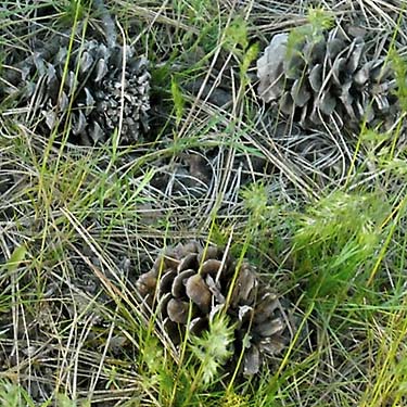 high-quallity ponderosa pine cones near Teanaway Campground, Kittitas County, Washington