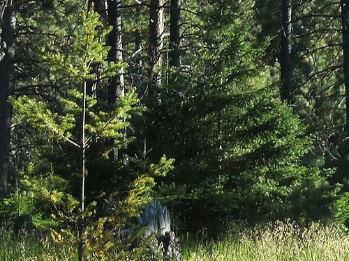 young fir trees  near Teanaway Campground, Kittitas County, Washington