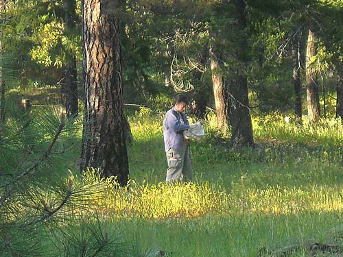 Laurel Ramseyer sampling pine cones near Teanaway Campground, Kittitas County, Washington