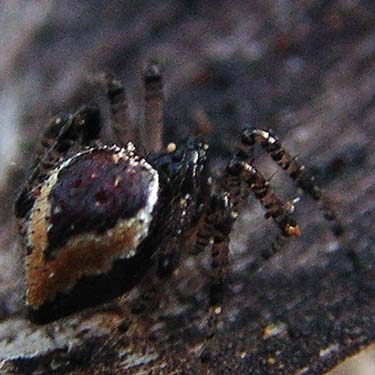 theridiid spider Euryopis formosa from near Teanaway Campground, Kittitas County, Washington