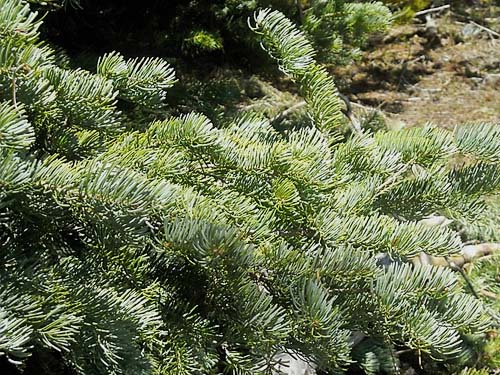 subalpine fir Abies lasiocarpa at 5400' on Table Mountain, Kittitas County, Washington