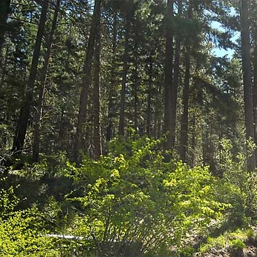 pine-fir forest at Reecer Creek Road first hairpin turn, Kittitas County, Washington