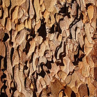 jigsaw pattern of ponderosa pine bark, Reecer Creek Road 4780', Kittitas County, Washington