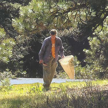 Laurel Ramseyer seeking pine cones to sample, Reecer Creek Road 4780', Kittitas County, Washington