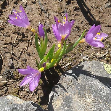 unidentified purple flower at 5400' on Table Mountain, Kittitas County, Washington