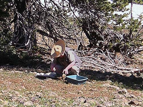 Rod Crawford collecting spiders under rocks at 5400' on Table Mountain, Kittitas County, Washington
