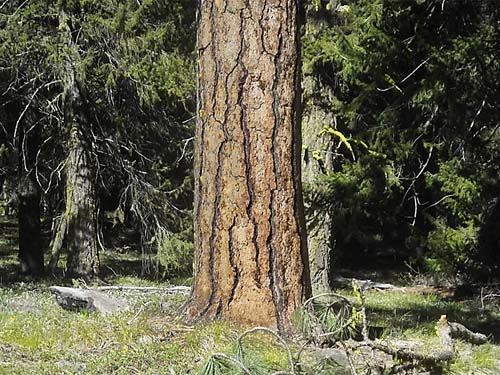 Ponderosa pine trunk, Reecer Creek Road 4780', Kittitas County, Washington