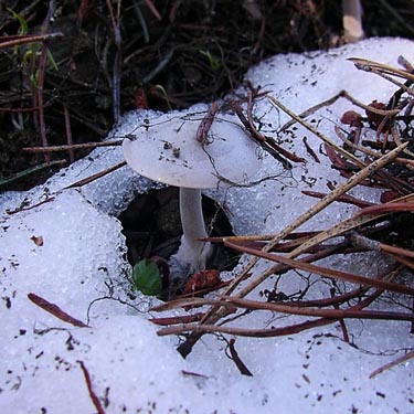 mushroom growing from snow at 5400' on Table Mountain, Kittitas County, Washington
