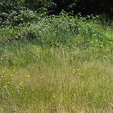 grass field at edge of new clearcut, Rude Road Property near Poulsbo, Kitsap County, Washington