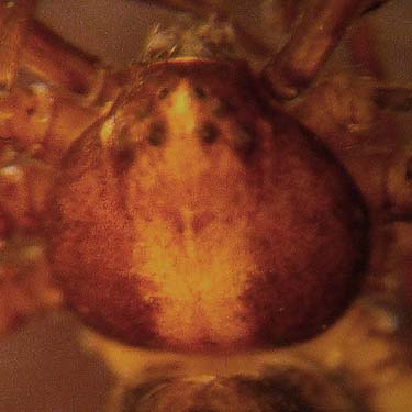 carapace of crab spider Philodromus oneida, Rude Road Property near Poulsbo, Kitsap County, Washington