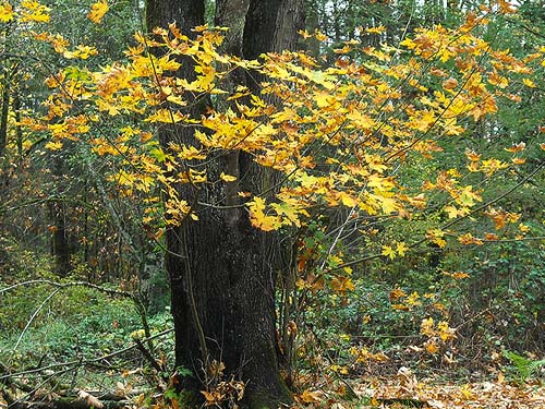 fall-colored bigleaf maple Acer macrophyllum,  Rudolf Reese Park, Sultan, Washington