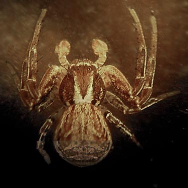 juvenile crab spider Xysticus cristatus from grass, Rudolf Reese Park, Sultan, Washington