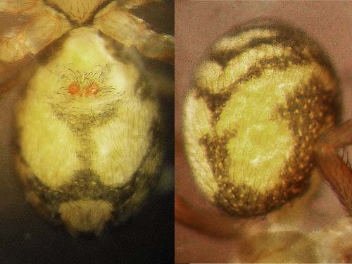 abdomen of microspider Cybaeota shastae from moss, Rudolf Reese Park, Sultan, Washington