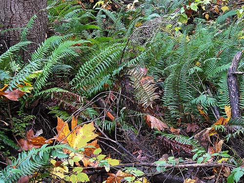 wet sword ferns Polystichum munitum, Rudolf Reese Park, Sultan, Washington
