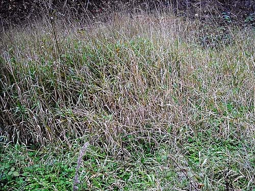 grass field (part marshy) at edge of baseballl diamond, Rudolf Reese Park, Sultan, Washington