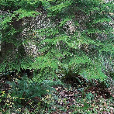 western hemlock foliage Tsuga heterophylla,  Rudolf Reese Park, Sultan, Washington