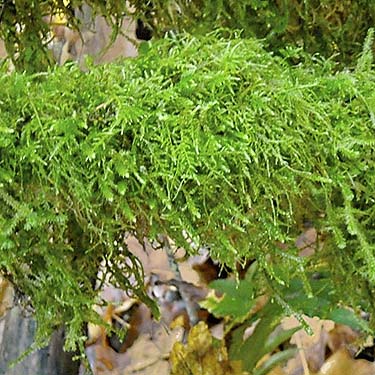 lush moss on vine maple limb, Rudolf Reese Park, Sultan, Washington