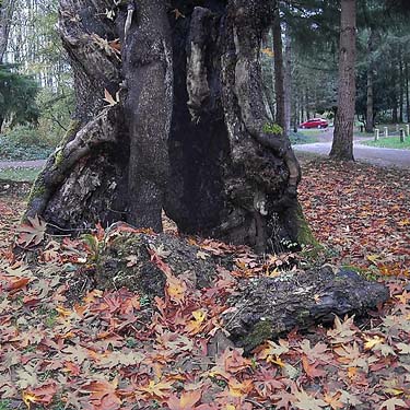 bigleaf maple Acer macrophyllum with hollow trunk, Rudolf Reese Park, Sultan, Washington