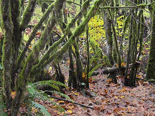 mossy vine maple grove, Rudolf Reese Park, Sultan, Washington