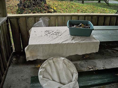 set up for sifting leaf litter in picnic shelter, Rudolf Reese Park, Sultan, Washington