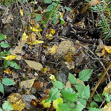 riparian leaf litter unproductive of spiders, Rudolf Reese Park, Sultan, Washington