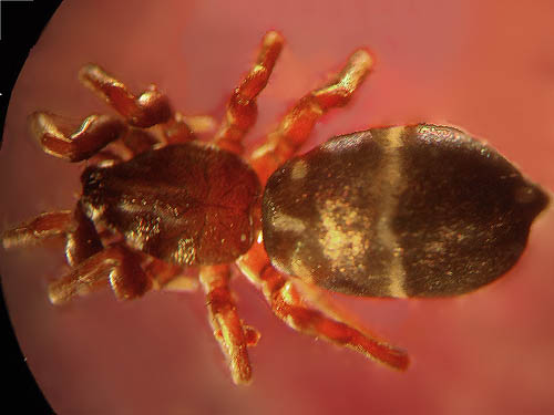 gnaphosid ground spider Micaria constricta from crest of Sauk Mountain, Skagit County, Washington