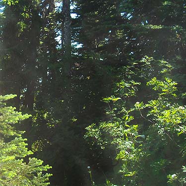 inside tree group, Sauk Mountain, Skagit County, Washington