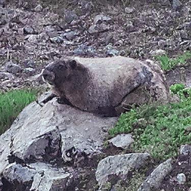 hoary marmot Marmota caligata, Sauk Mountain, Skagit County, Washington