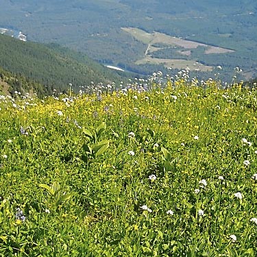 ridge crest meadow, Sauk Mountain, Skagit County, Washington