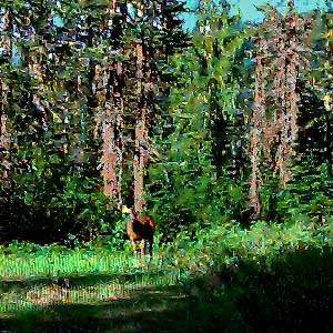 deer doe in forest glade near Schriebers Meadow, south of Mt. Baker, Washington