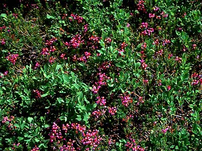 heather Phyllodoce empetriformis and huckleberry Vaccinium, Schriebers Meadow, S of Mt.Baker, Washington