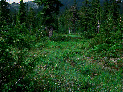 Schriebers Meadow, S of Mt.Baker, Washington