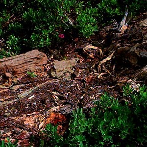 dead wood log habitat, Schriebers Meadow, S of Mt.Baker, Washington