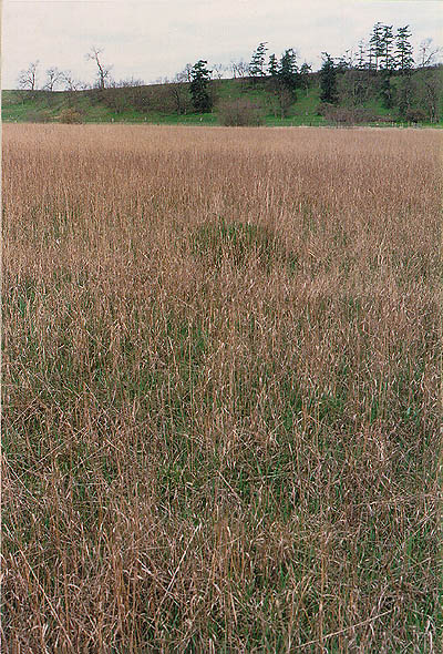 grassland remnant north of Carrie Blake Park, Sequim, Clallam County, Washington