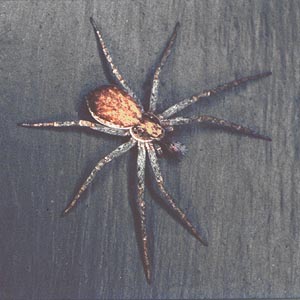 Philodromus dispar, crab spider, Thomisidae or Philodromidae, Port Orchard, Kitsap County, Washington, 1980, Stella Rodal