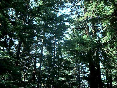 Western hemlock canopy, Tsuga heterophylla, Shadow Lake Bog, King County, Washington