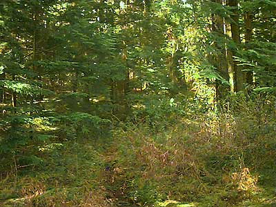 Forest of western hemlock, Tsuga heterophylla, Shadow Lake Bog, King County, Washington